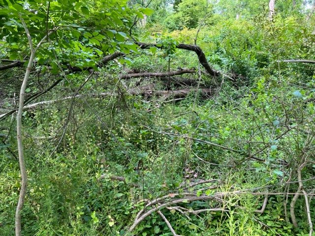 A dense pile of cut and fallen branches in the woods.