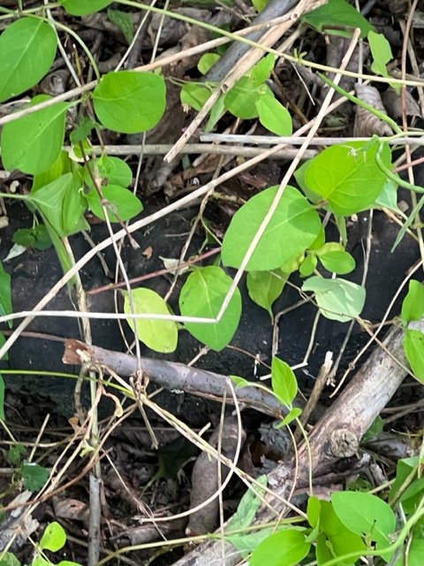 Green vines and leaves growing over a dark buried object.