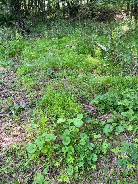 A patch of sparse grass and ground cover showing faint rectangular depressions.