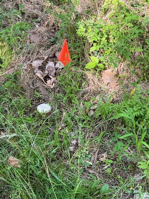 An orange survey flag marking a spot of disturbed earth.