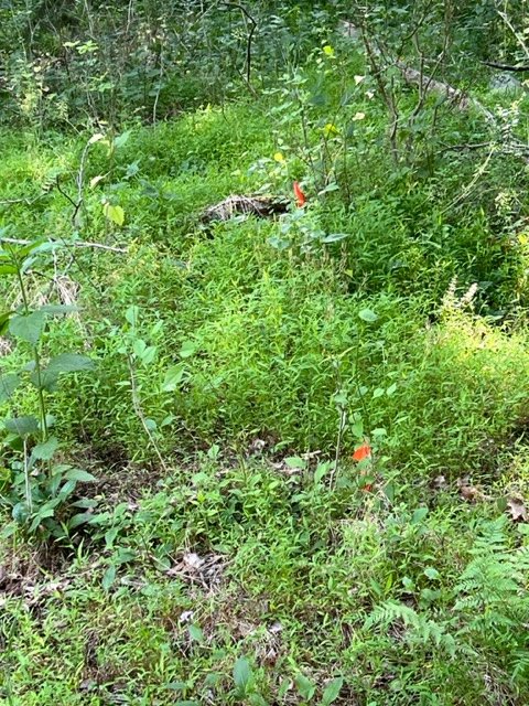 A small flag marking a site among low grass and weeds.