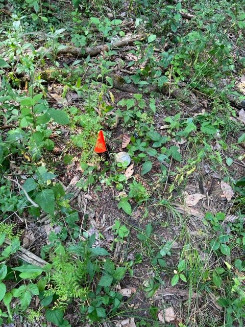 An orange survey flag among leaf litter and pine cones.
