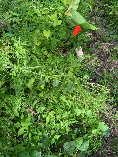 A red survey flag amid dense low vegetation.