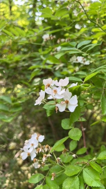 Wild rose blossoms among green foliage.