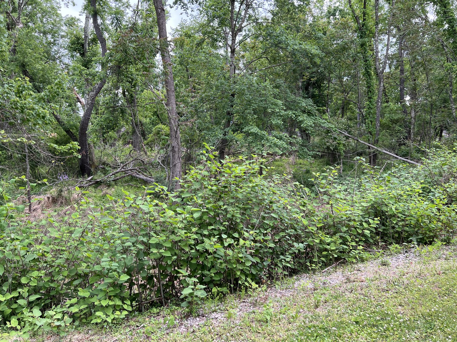 Dense overgrown brush and fallen branches on a wooded hillside.