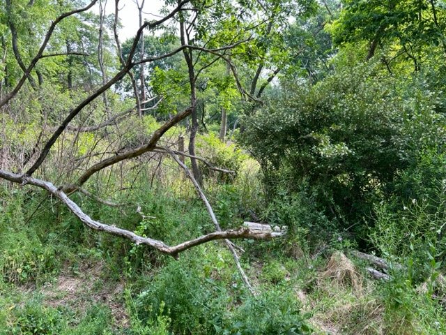 A dead branch arching over green undergrowth beside a flowering white shrub.
